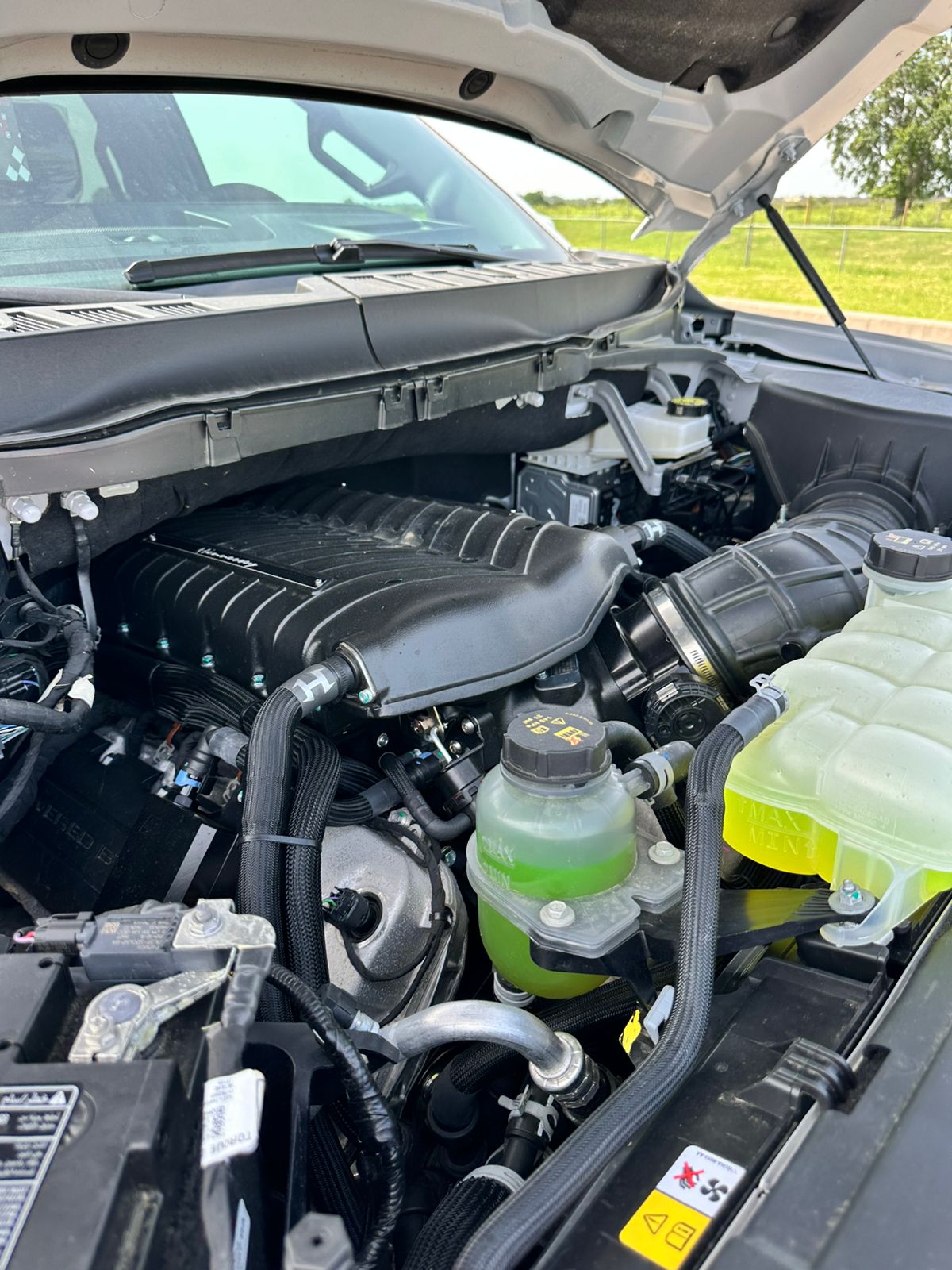 Velociraptor - View 4